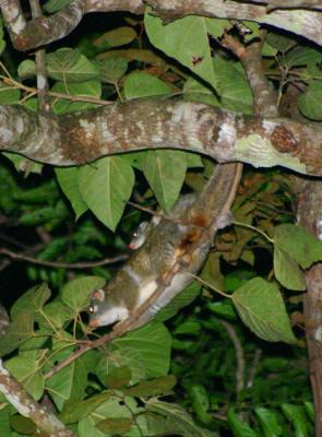 v3/64/558764/3/50297669.GreenRingtailPossumCRW_3796_RT8_2.jpg