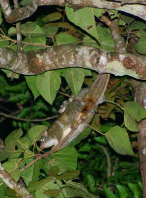 Jennifer Davis-- Green Ringtail Possum CRW_3796_RT8_2