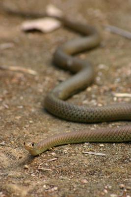 Jennifer Davis-- Yellow-faced Whip Snake CRW_3869_RT8