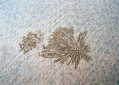 hinchinbrook beach sand footprints and crab tracks<p>cn000619