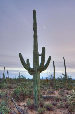 saguaro cactus and moon arizona _DSC5821