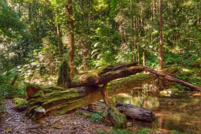 Birthday Creek, Paluma.  Fallen rainforest tree _DSC0721-5