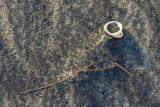 abstract closeup shell with casuarina needles black sand hinchinbrook  island_DSC2933