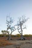 Twisted Sisters mangroves 12 by 18  _DSC4924