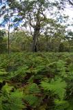 Ferns and blue gum plants Shoalhaven NSW 12 by 18 _DSC7293