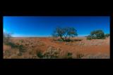 Diamantina Gates NP Queensland gidgee 12 by 18