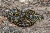 snake carpet python morelia spilotes kirrama 2005 _DSC1463