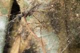 social web building spider on strangler fig, Kirrama Range, 2005 (_DSC1500)