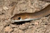 Legless lizard <i>Delma mitella</i> Kirrama 2005 _DSC1564