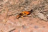 Earwig, Kirrama Range, 2005 (_DSC1674)