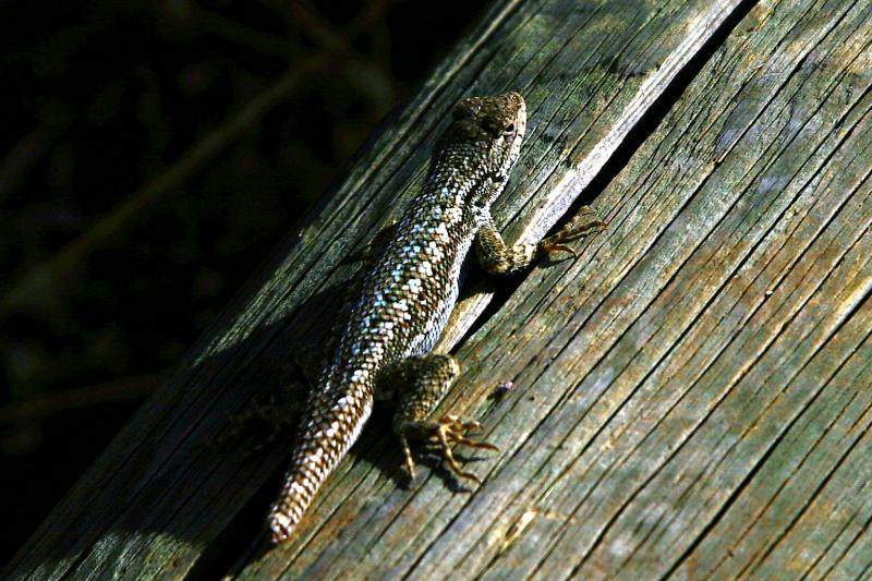 A Little Friend On The Trail