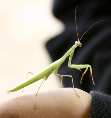 Mantis 2