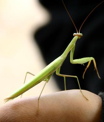 Mantis 3