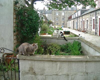 Aberdeen - Footdee cats