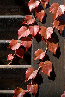 Leaves on shutter