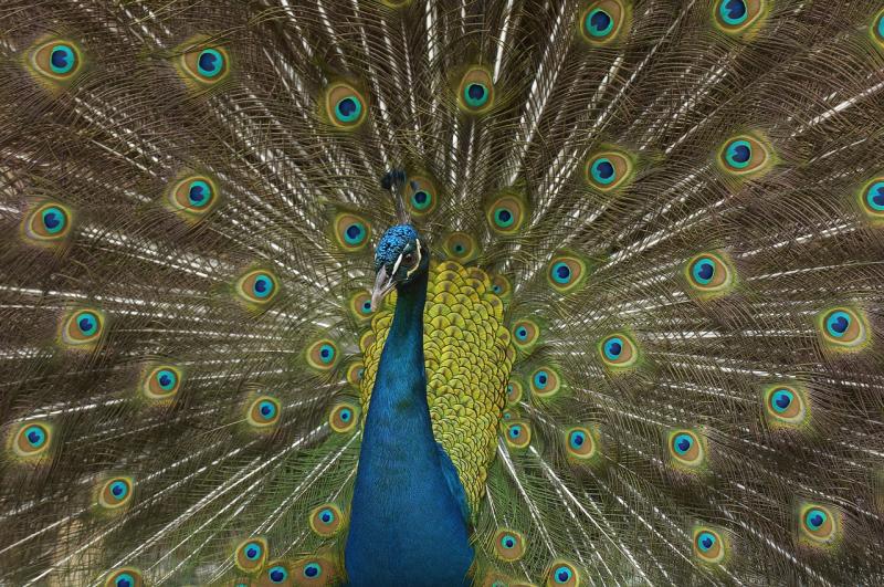 Peacock.jpg