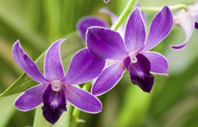 OrchidsACR.jpg