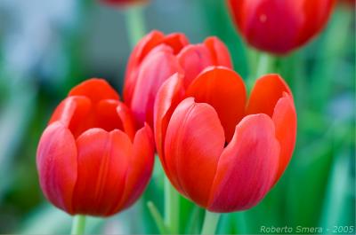 TulipsACR2.jpg