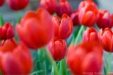TulipsACR.jpg