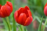 TulipsACR1.jpg
