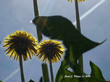 First Light.JPG