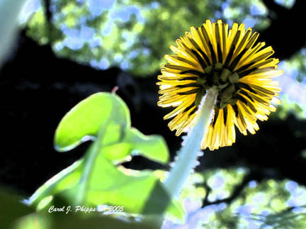 Song of the Dandelion.JPG