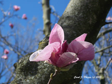 Tulip Tree Tales.