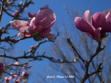 Tulip Tree Tales.