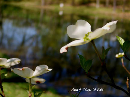 Dogwood Dreams.JPG