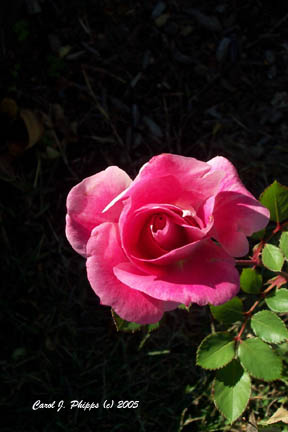 Kentucky Rose.