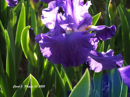 Purple Lace.