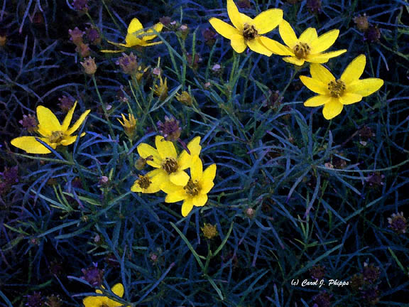 Small Yellow Flowers.