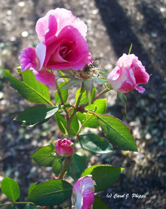 Wild Pink Roses.