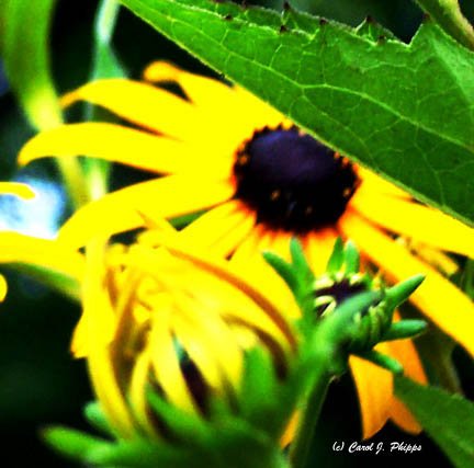 Yellow Daisey.