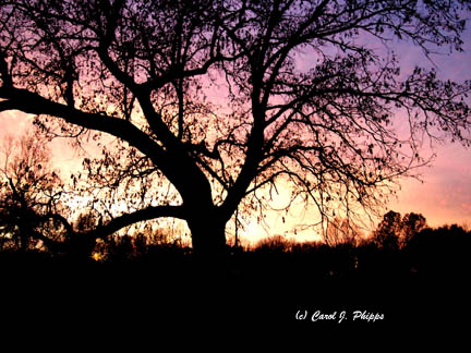 Enchanted Evening.JPG