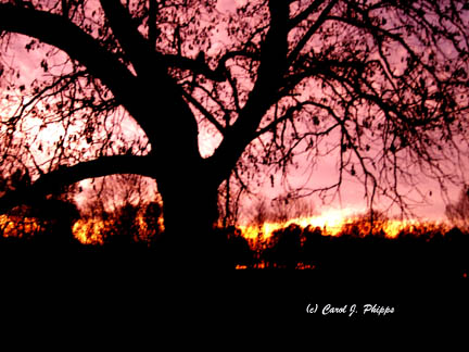 Enchanted Evening.JPG