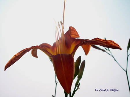 Day Lily a Day.