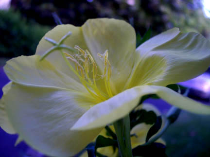 Evening Primrose  Closeup.