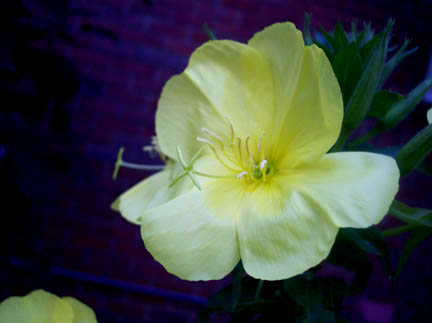 Evening Primrose Closeup.