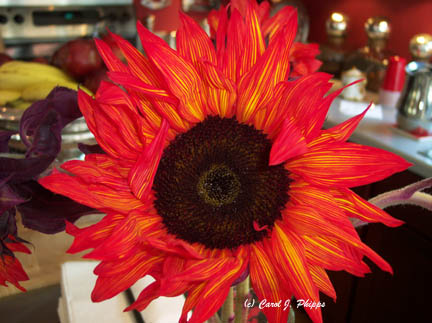 Sunflower Study.
