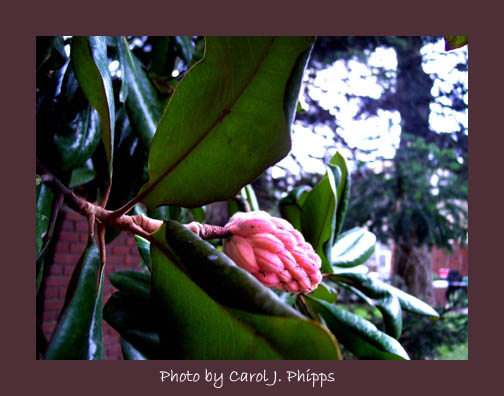  Magnolia Tree