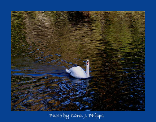 Swan on Cave Hill Lake.JPG