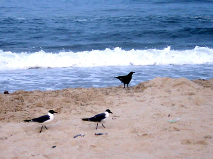OCEAN birds.JPG
