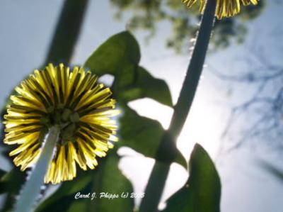 Walk of the Dandelions.JPG