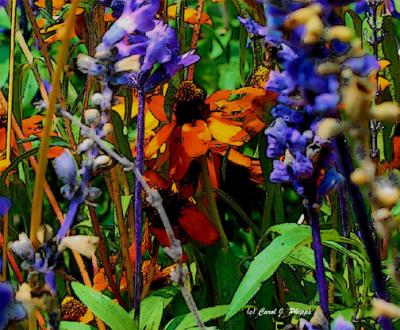 Simply Wild-flowers3.JPG