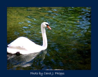 Swan on Cave Hill Lake.JPG