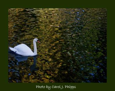 Swan on Cave Hill Lake.JPG