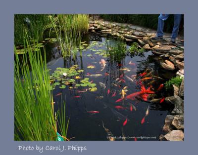 Fish Pond.JPG