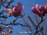 Tulip Tree Tales.