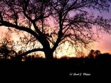 Enchanted Evening.JPG